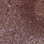 SF3B3 Polyclonal Antibody