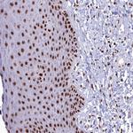 SF3B3 Antibody in Immunohistochemistry (Paraffin) (IHC (P))