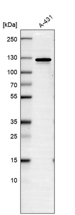 SF3B3 Antibody in Western Blot (WB)