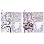 SPNS1 Antibody in Immunohistochemistry (IHC)