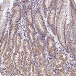 WDR5B Polyclonal Antibody