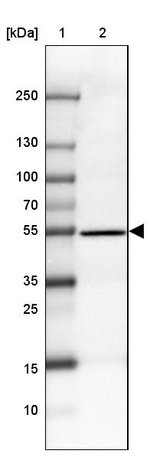 CCDC173 Antibody in Western Blot (WB)