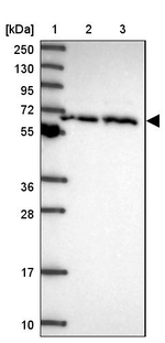 TCP-1 zeta Antibody in Western Blot (WB)