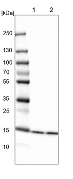 HIST2H2BE Antibody in Western Blot (WB)