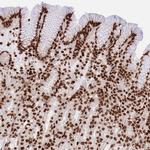 HIST2H2BE Polyclonal Antibody