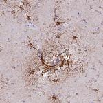 C19orf22 Antibody in Immunohistochemistry (Paraffin) (IHC (P))