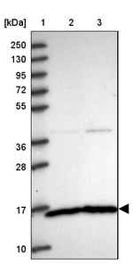 MAGOH Antibody in Western Blot (WB)