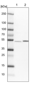 THUMPD2 Antibody in Western Blot (WB)