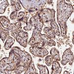 SAMD4A Antibody in Immunohistochemistry (Paraffin) (IHC (P))