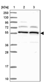 C5orf22 Antibody in Western Blot (WB)