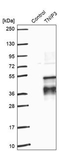 TNIP3 Antibody in Western Blot (WB)