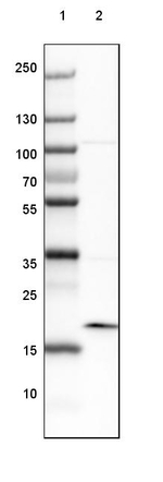 ARL2BP Antibody in Western Blot (WB)