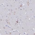 HS2ST1 Antibody in Immunohistochemistry (Paraffin) (IHC (P))