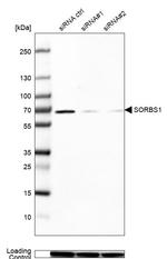 SORBS1 Antibody