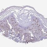 C19orf28 Antibody in Immunohistochemistry (Paraffin) (IHC (P))