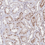 C19orf28 Antibody in Immunohistochemistry (Paraffin) (IHC (P))