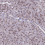 C19orf28 Polyclonal Antibody