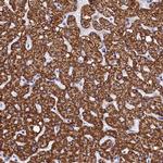 PGP Antibody in Immunohistochemistry (Paraffin) (IHC (P))