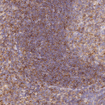 FAM193A Antibody in Immunohistochemistry (Paraffin) (IHC (P))