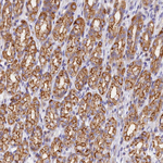 FAM193A Antibody in Immunohistochemistry (Paraffin) (IHC (P))