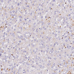 FAM193A Antibody in Immunohistochemistry (Paraffin) (IHC (P))