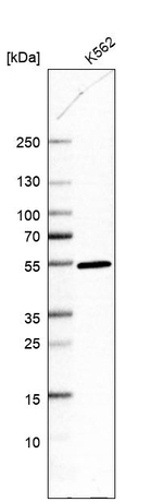 DDI2 Antibody in Western Blot (WB)