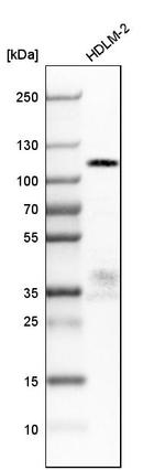 FILIP1L Antibody in Western Blot (WB)