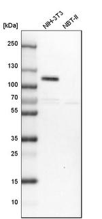 FILIP1L Antibody in Western Blot (WB)