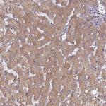 RCN3 Polyclonal Antibody