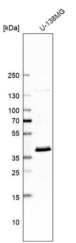 TMUB2 Antibody in Western Blot (WB)