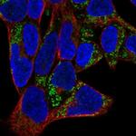 ISOC2 Polyclonal Antibody