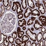 ISOC2 Antibody in Immunohistochemistry (Paraffin) (IHC (P))