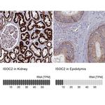 ISOC2 Antibody in Immunohistochemistry (IHC)