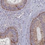 ISOC2 Antibody in Immunohistochemistry (IHC)