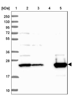 ISOC2 Antibody in Western Blot (WB)