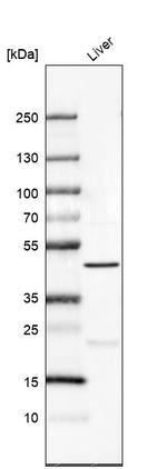 PRDM12 Antibody in Western Blot (WB)