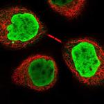 INO80E Polyclonal Antibody