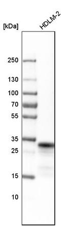 HLA-DRB1 Antibody in Western Blot (WB)