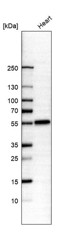 IRX1 Antibody in Western Blot (WB)