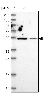 ZNF322A Antibody in Western Blot (WB)