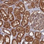 PDE12 Antibody in Immunohistochemistry (Paraffin) (IHC (P))