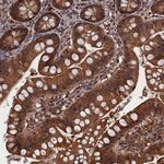 PDE12 Antibody in Immunohistochemistry (Paraffin) (IHC (P))