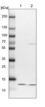 NDUFA5 Antibody in Western Blot (WB)