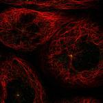 GCP4 Polyclonal Antibody