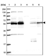 NEK3 Antibody in Western Blot (WB)