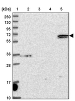 ARHGAP19 Antibody in Western Blot (WB)