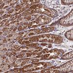 C5orf63 Antibody in Immunohistochemistry (Paraffin) (IHC (P))