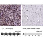 AKAP17A Polyclonal Antibody