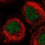 LIN37 Polyclonal Antibody