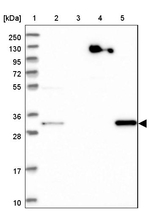 WDR54 Antibody in Western Blot (WB)